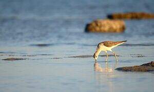 Common Greenshank