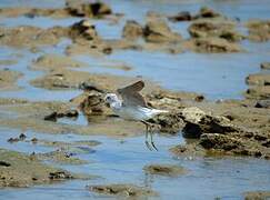 Common Greenshank