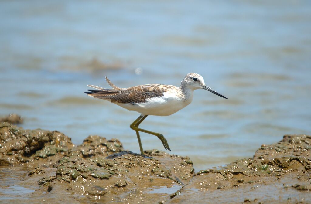 Common Greenshank