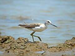 Common Greenshank