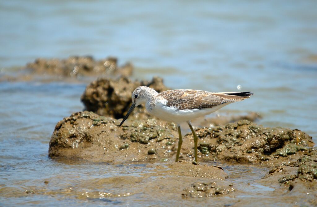 Common Greenshank