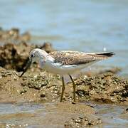 Common Greenshank