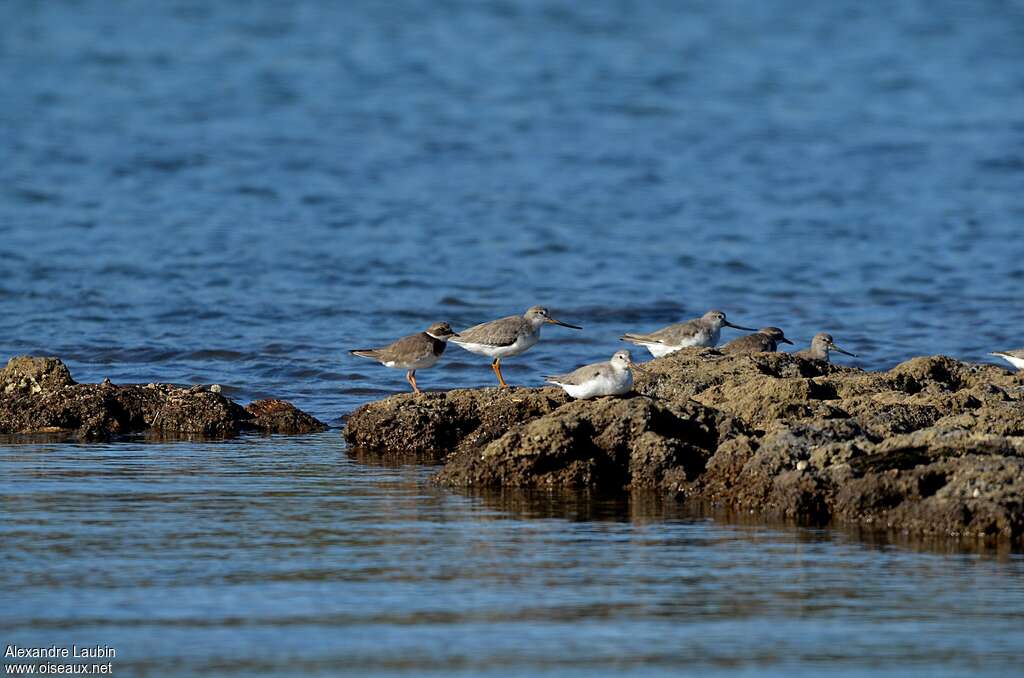 Terek Sandpiper, Behaviour