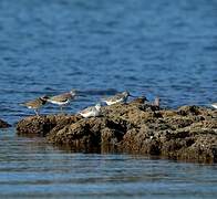 Terek Sandpiper