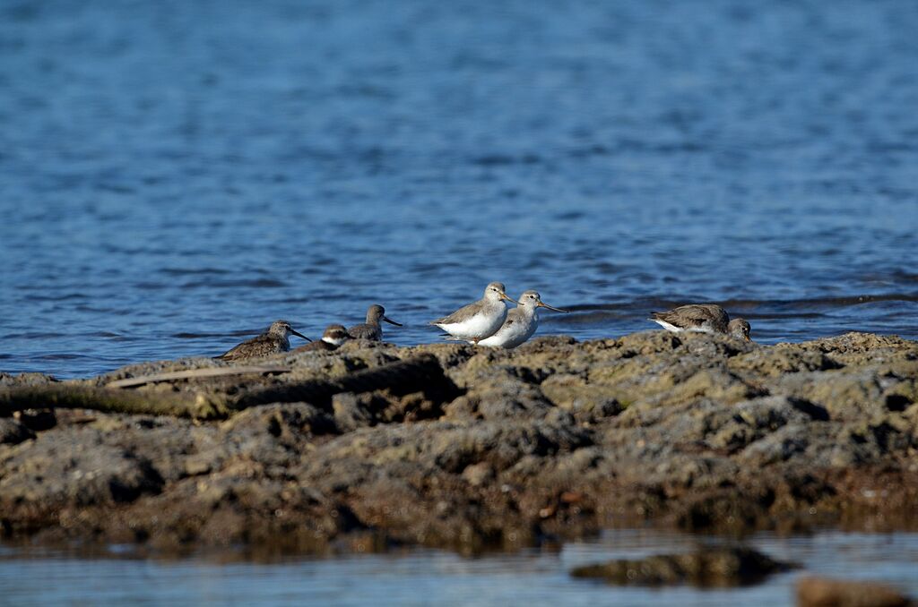 Terek Sandpiper