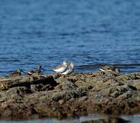 Terek Sandpiper