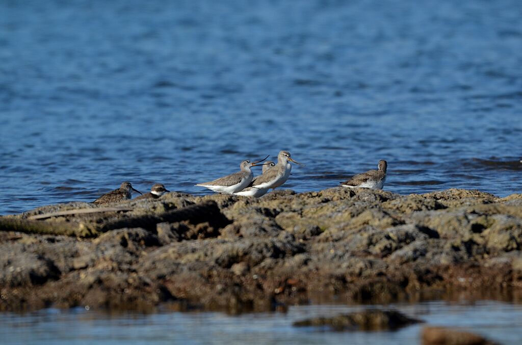 Terek Sandpiper