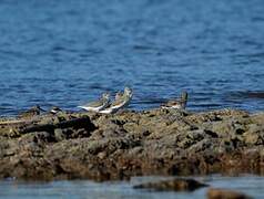 Terek Sandpiper