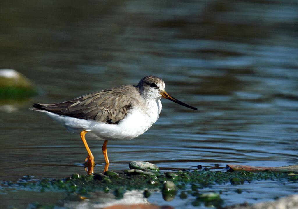 Terek Sandpiper