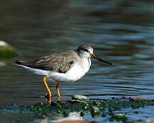 Terek Sandpiper