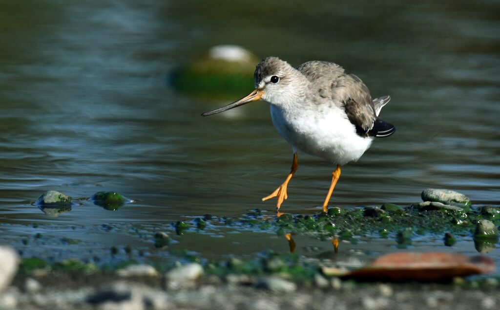 Terek Sandpiper