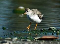 Terek Sandpiper