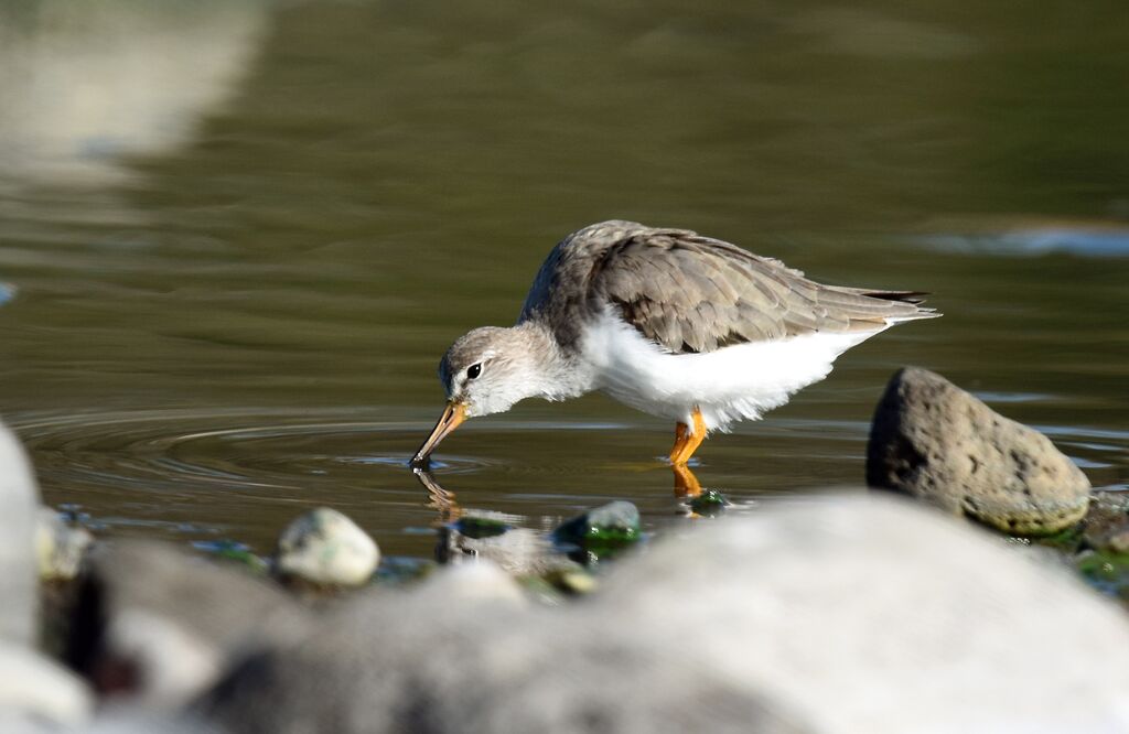 Terek Sandpiper