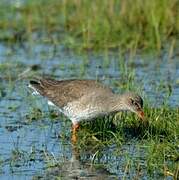 Common Redshank