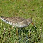 Common Redshank