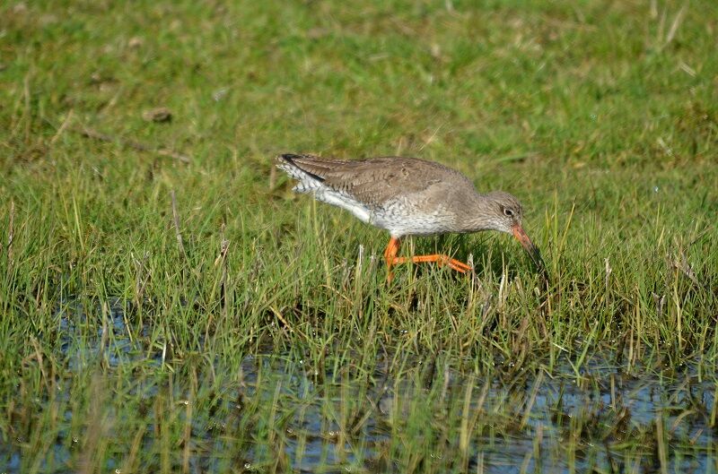 Common Redshank