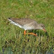 Common Redshank