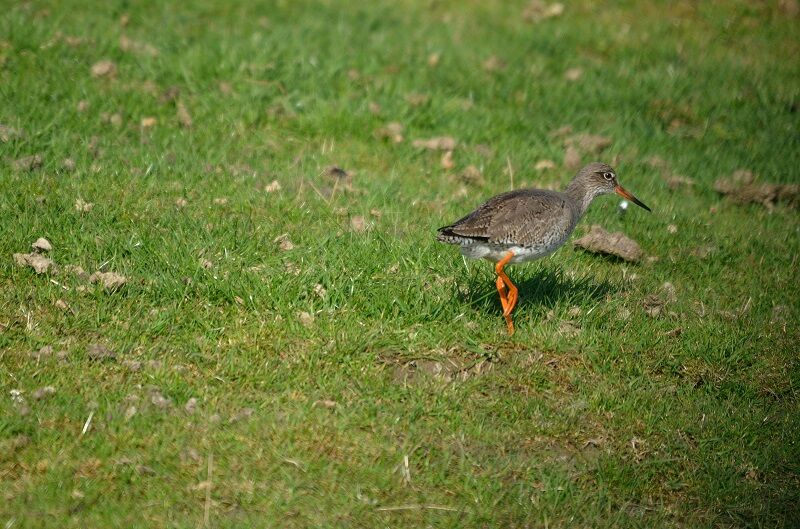 Common Redshank