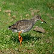 Common Redshank