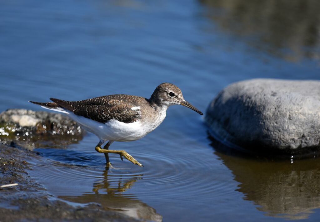 Common Sandpiper