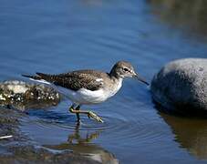 Common Sandpiper