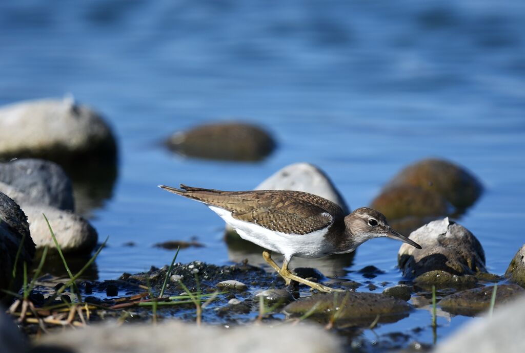 Common Sandpiper