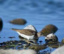 Common Sandpiper