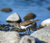 Common Sandpiper