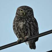 Little Owl