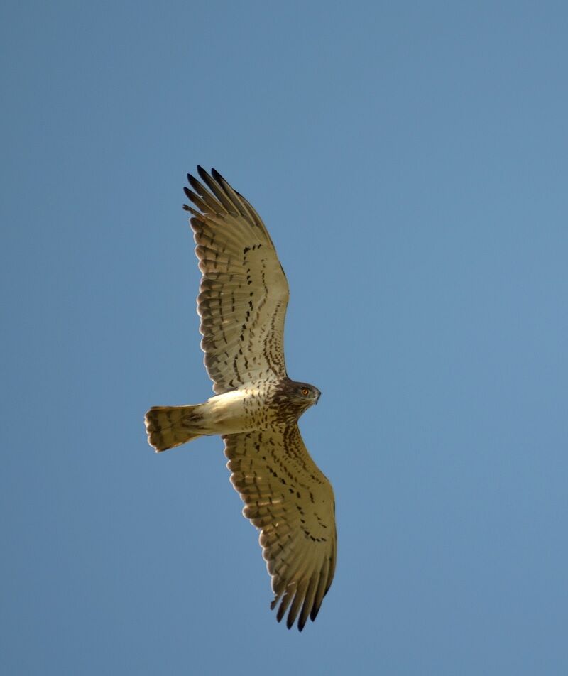 Short-toed Snake Eagle