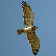 Short-toed Snake Eagle