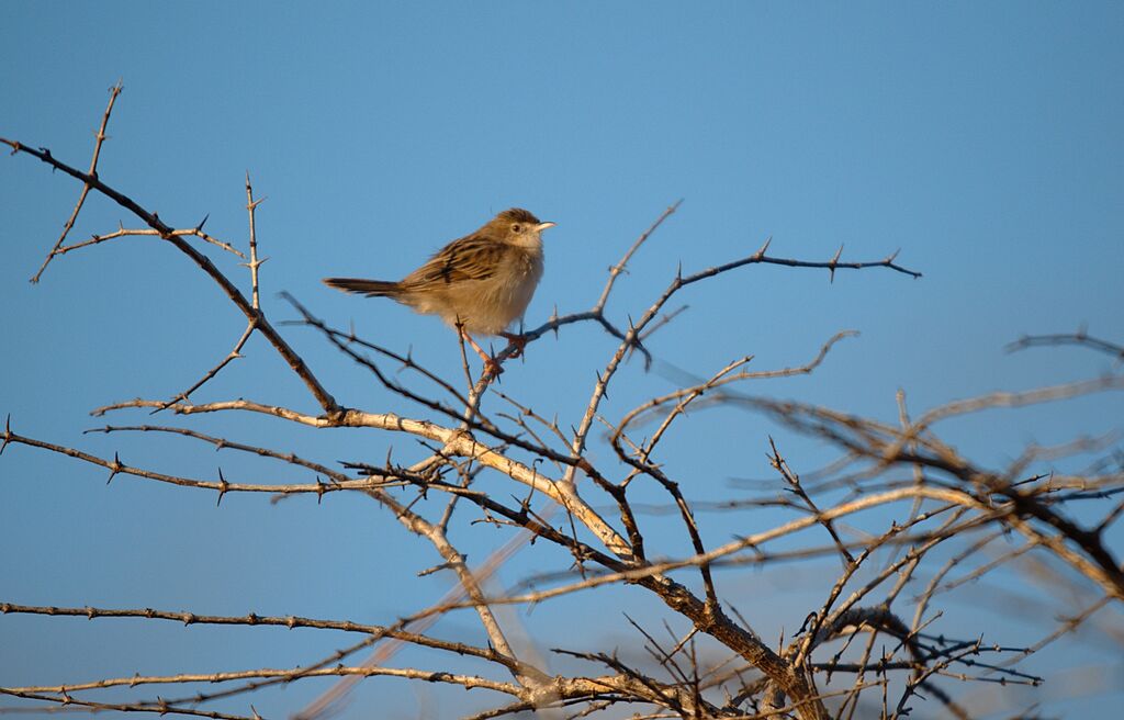 Madagascan Cisticola