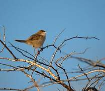 Madagascan Cisticola