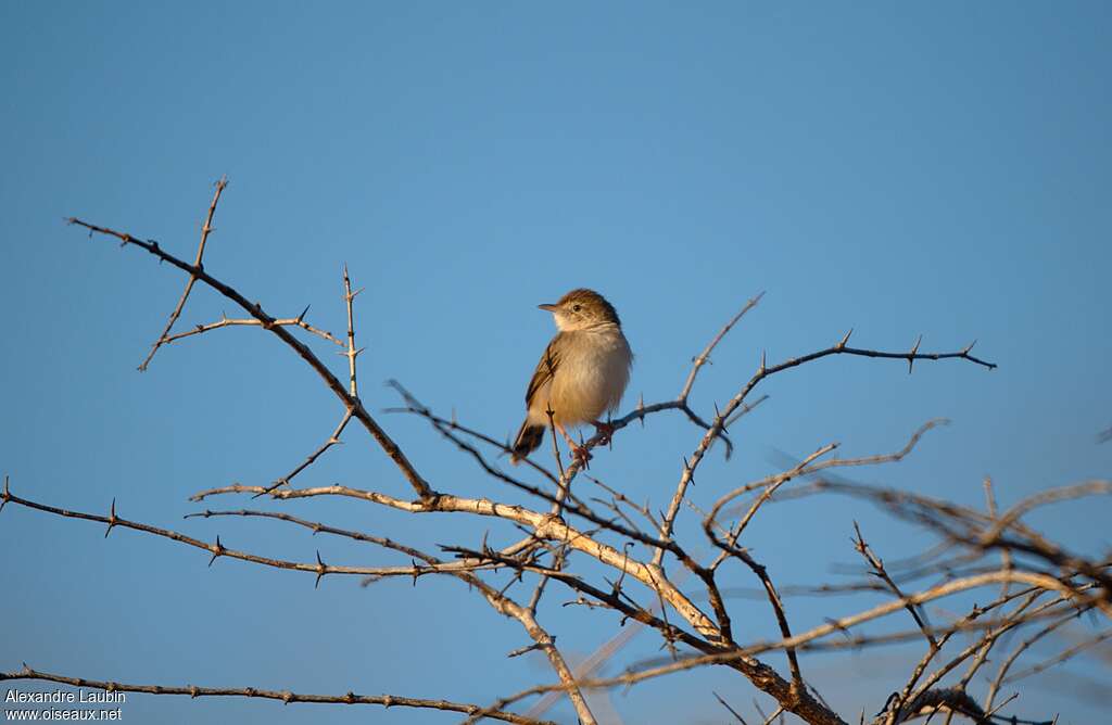 Madagascan Cisticola, habitat, Behaviour