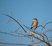 Madagascan Cisticola