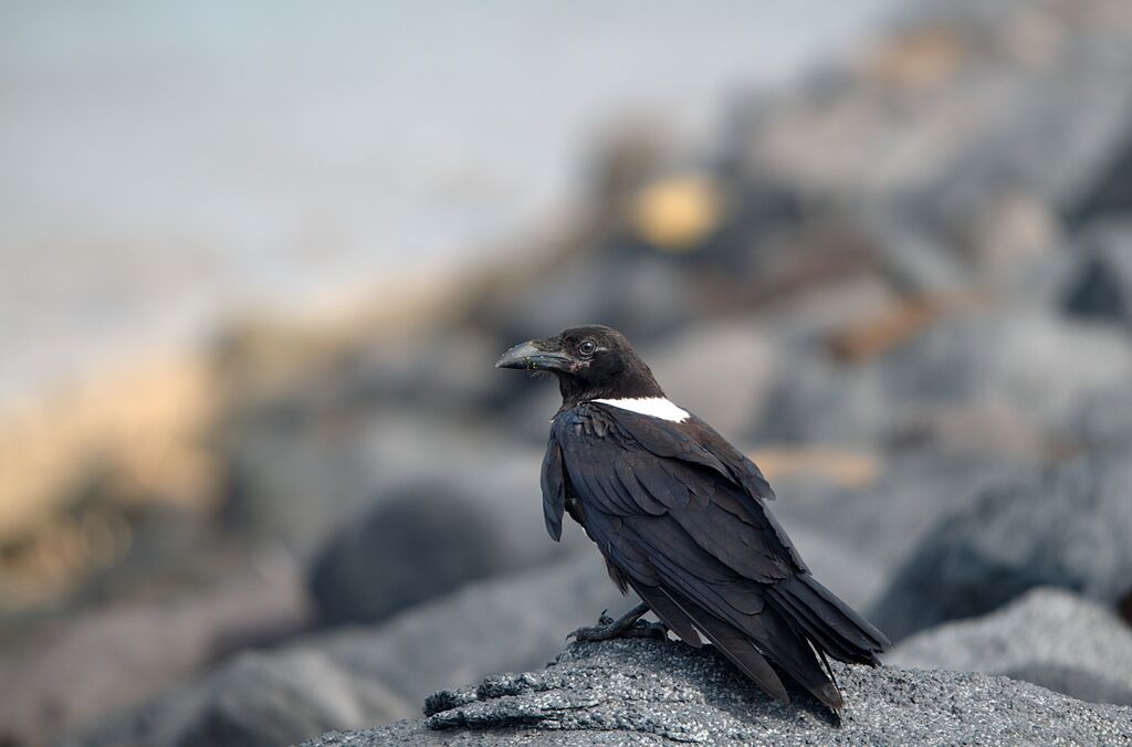 Corbeau pie