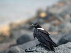 Pied Crow