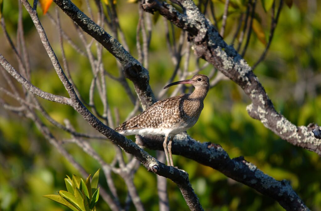 Eurasian Whimbrel