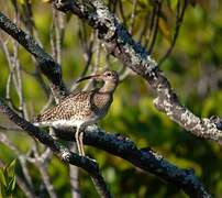 Whimbrel