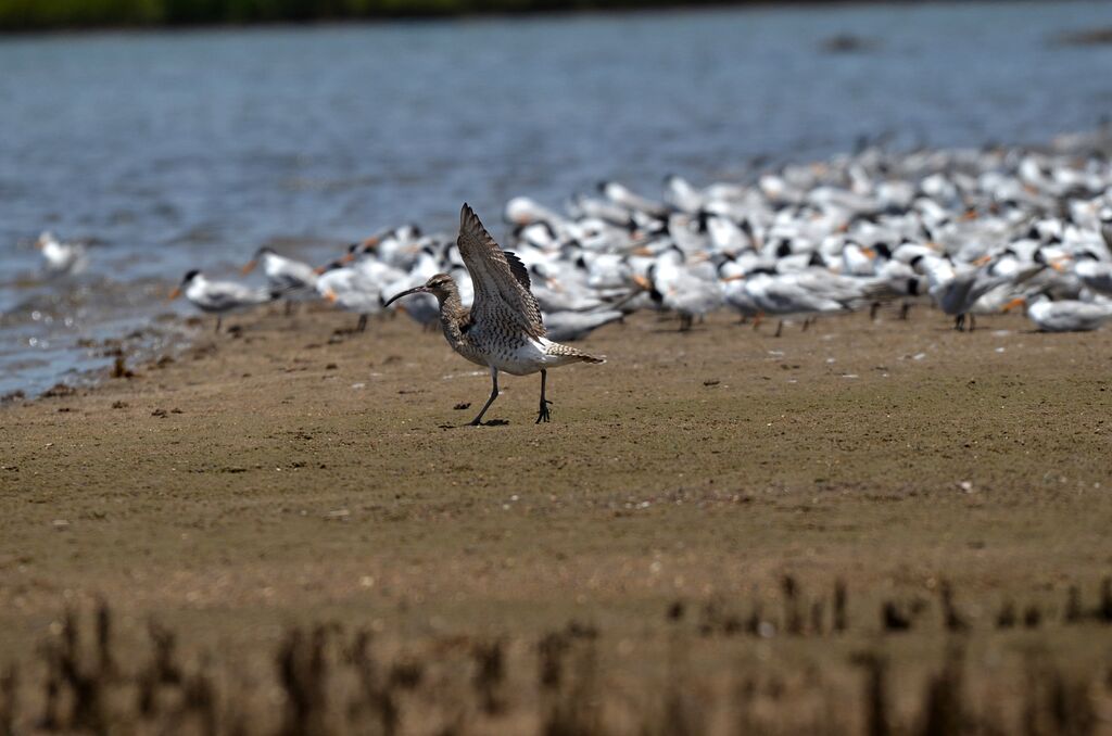 Whimbrel