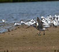 Whimbrel