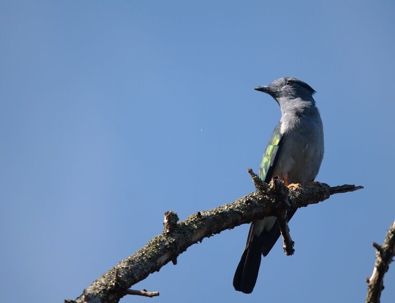 Cuckoo Roller male