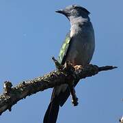 Cuckoo-roller