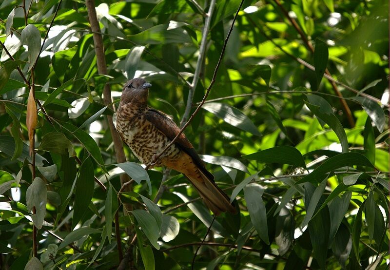 Cuckoo-roller