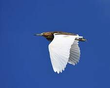 Malagasy Pond Heron