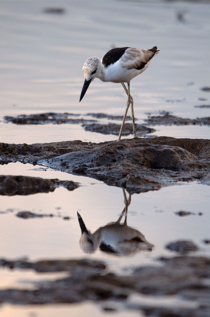 Crab-plover