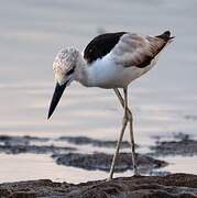 Crab-plover