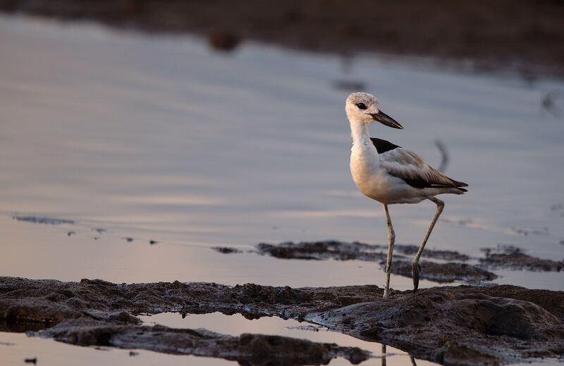 Crab-plover