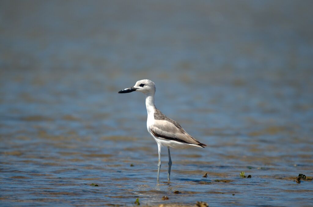 Crab-plover