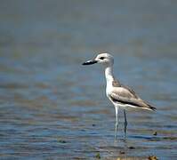 Crab-plover